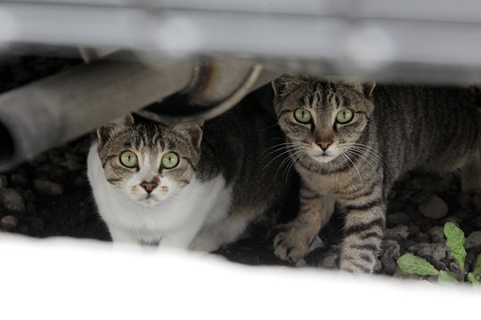 街のねこたち