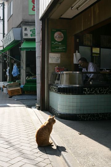 街のねこたち