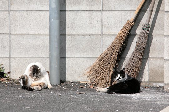 街のねこたち