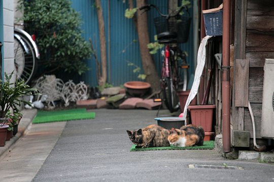街のねこたち