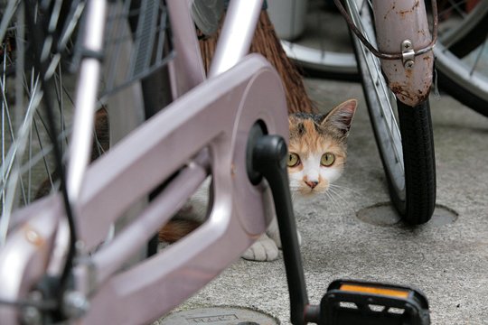 街のねこたち