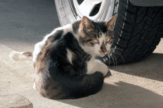 街のねこたち