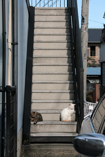 街のねこたち