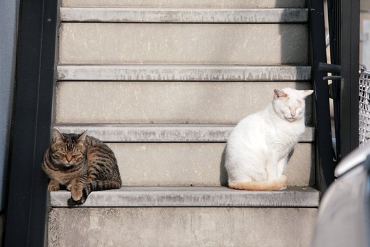 街のねこたち