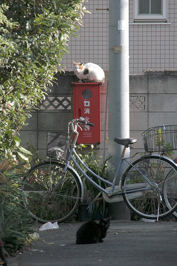 街のねこたち