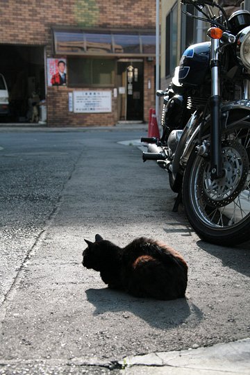街のねこたち