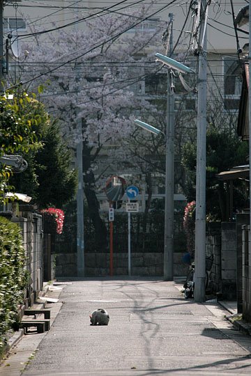 街のねこたち