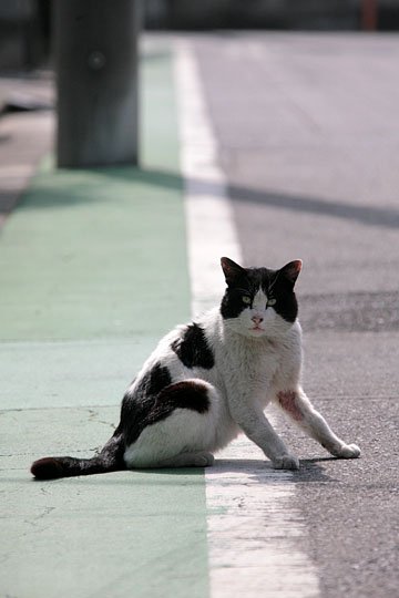 街のねこたち