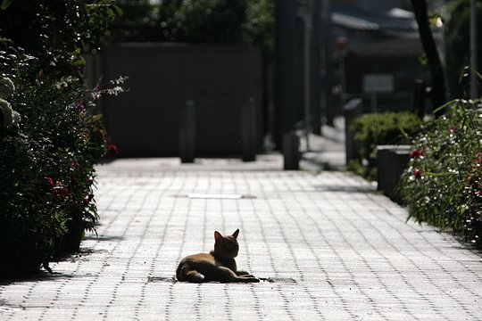 街のねこたち