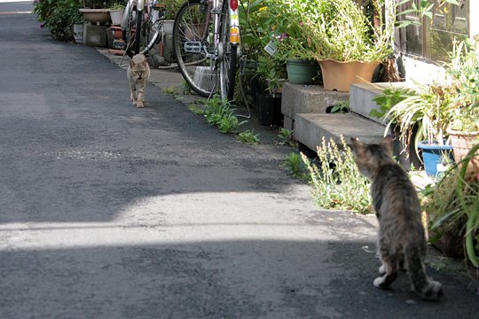 街のねこたち