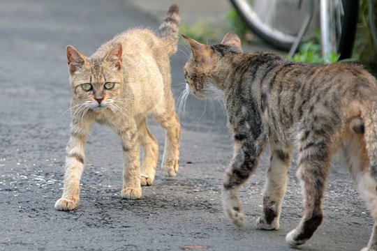 街のねこたち