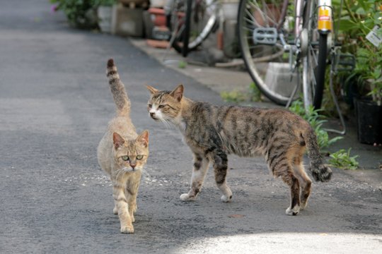 街のねこたち