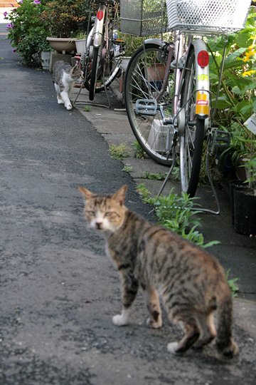 街のねこたち