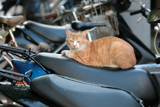 街のねこたち