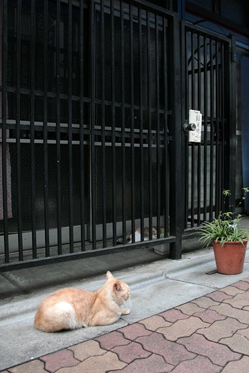 街のねこたち