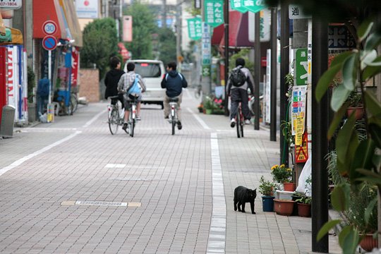 街のねこたち