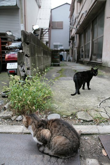 街のねこたち