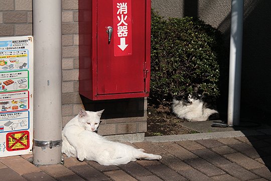 街のねこたち