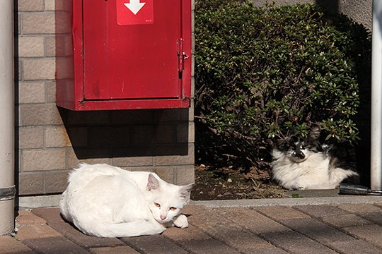街のねこたち