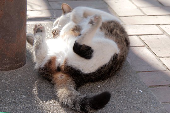 街のねこたち