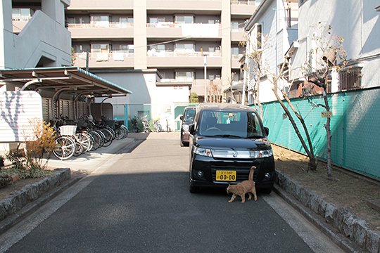 街のねこたち
