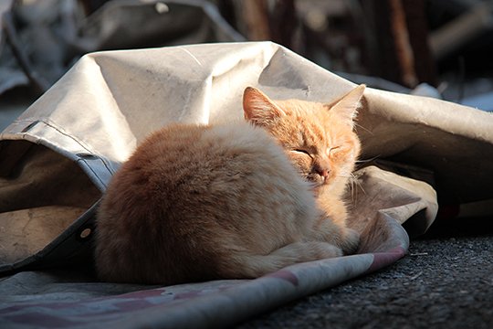 街のねこたち