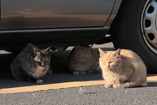 街のねこたち