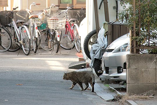 街のねこたち