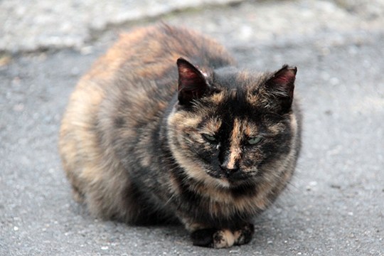 街のねこたち