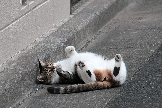 街のねこたち