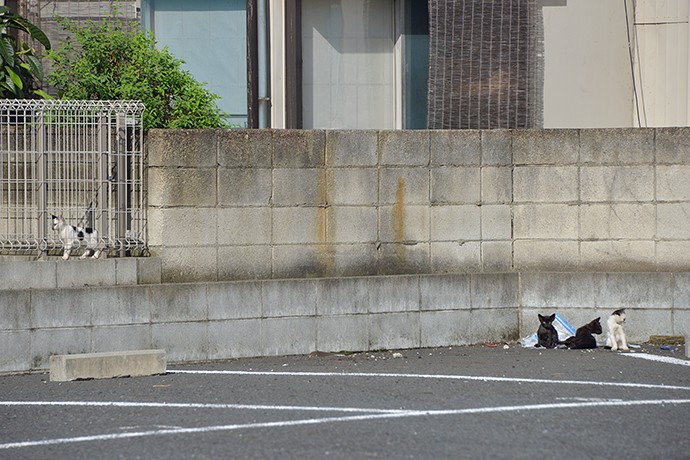 街のねこたち