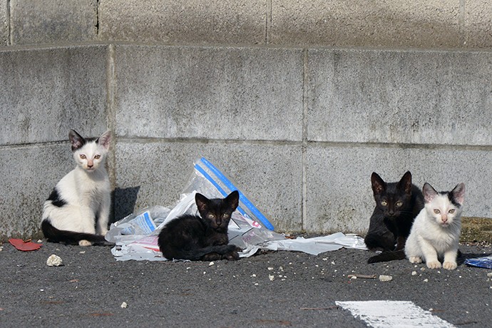 街のねこたち