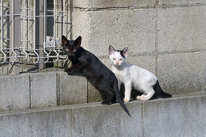 街のねこたち