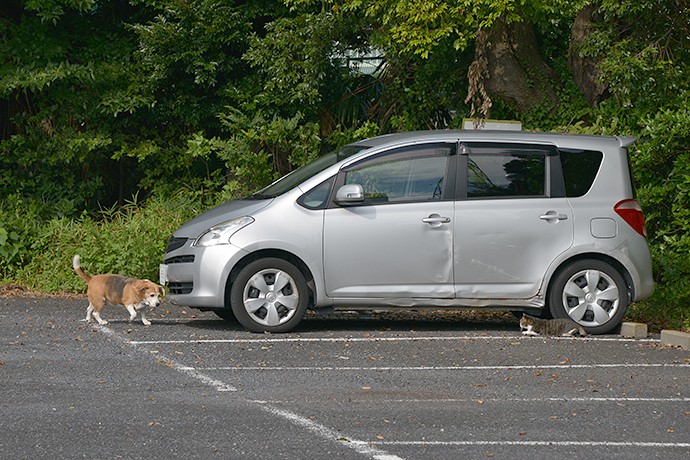 街のねこたち