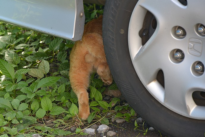 街のねこたち