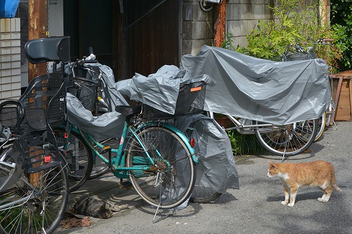街のねこたち