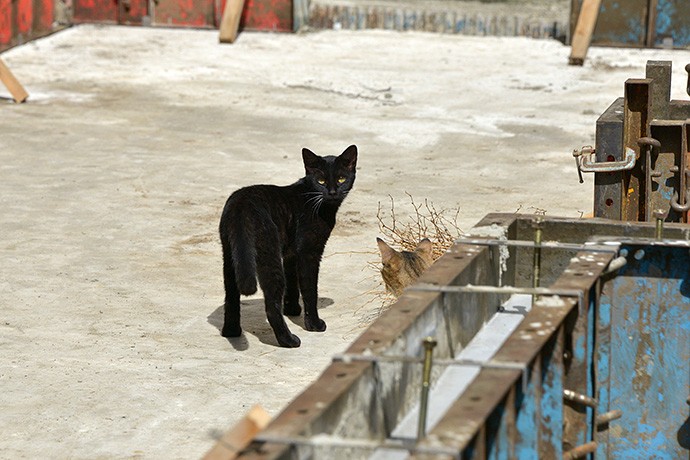 街のねこたち