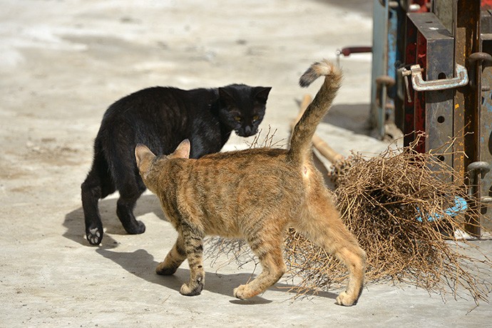 街のねこたち