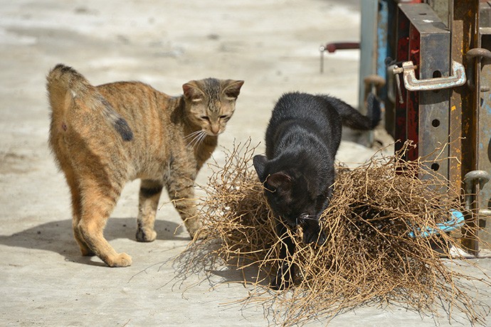 街のねこたち