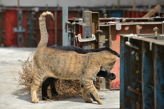 街のねこたち