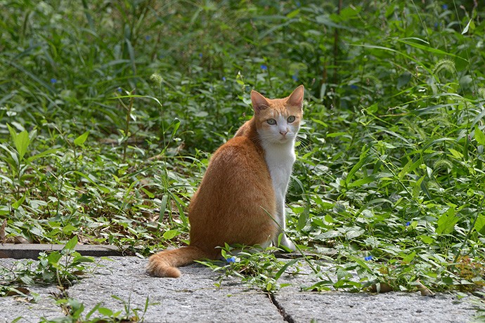 街のねこたち