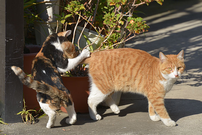 街のねこたち
