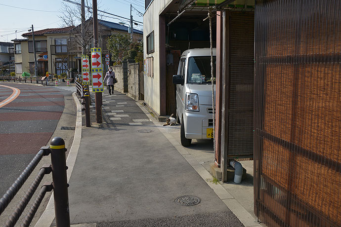 街のねこたち