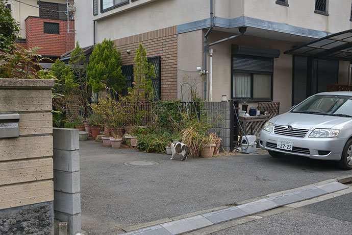 街のねこたち