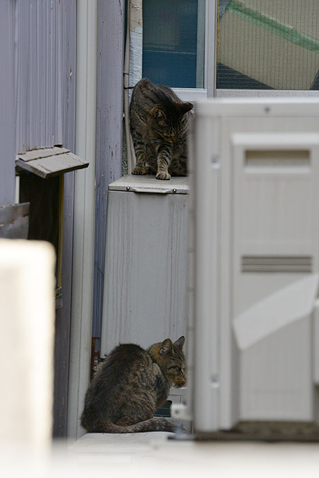街のねこたち