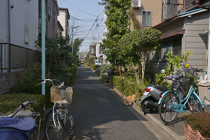 街のねこたち