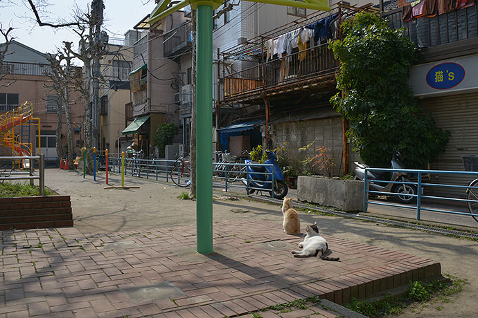 街のねこたち