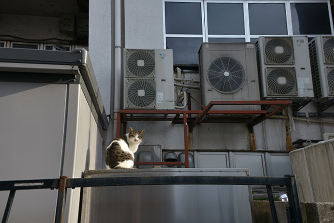 街のねこたち