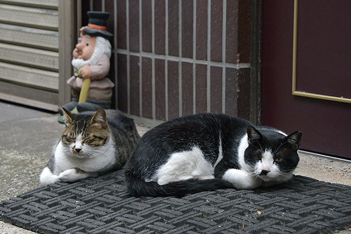 街のねこたち