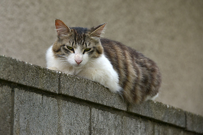 街のねこたち